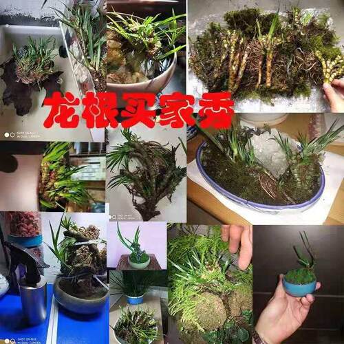 菖蒲龙根盆景龟景植物绿植夏季常青盆栽水培草微景观菖蒲水培