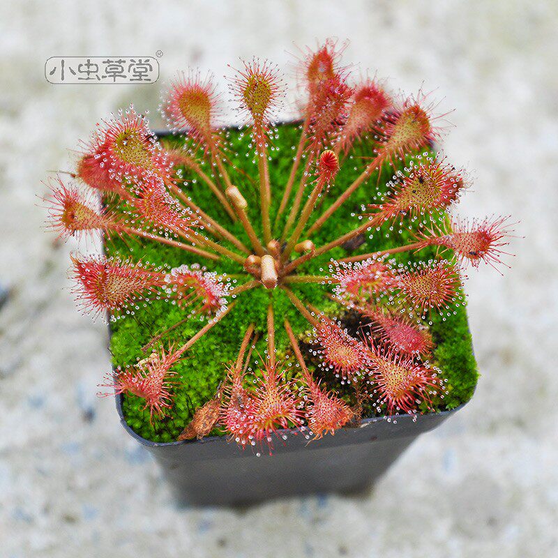 贝莉茅膏菜小虫草堂食虫植物盆栽食虫草食人花吸甲醛室内绿植盆景