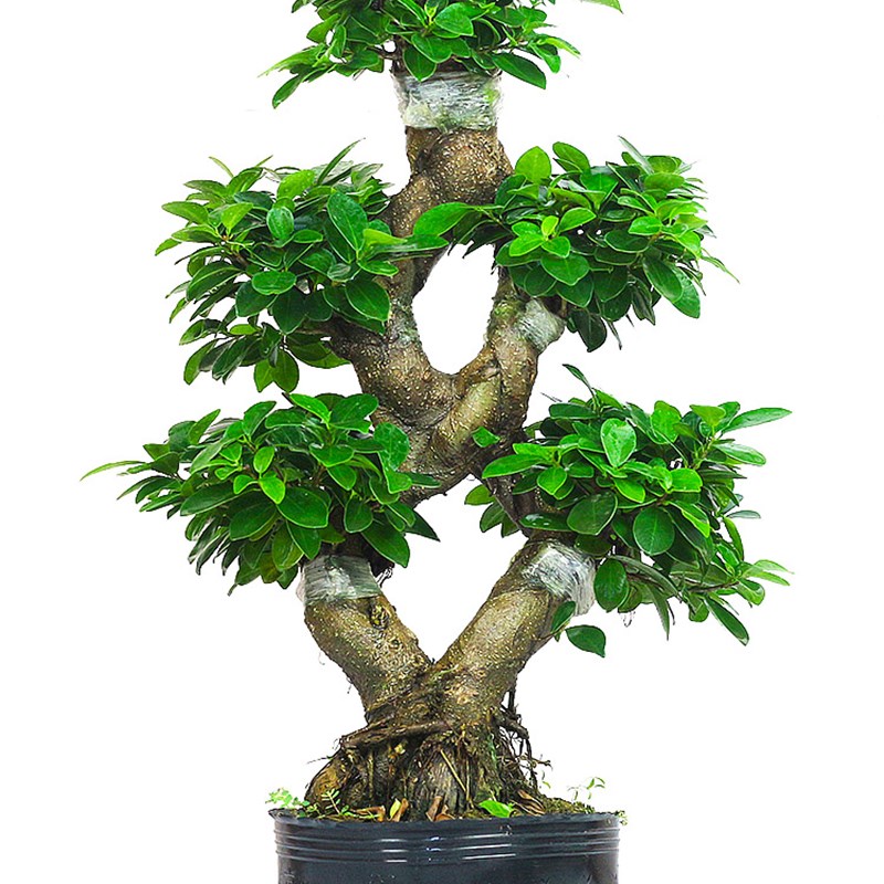 金钱榕盆栽绿植花卉大8字老桩造型s弯摇钱树植物小叶人参榕树盆景