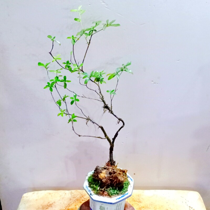 室内一物一拍下映山红老桩杜鹃花盆景提根野外栽植生精品树苗矮霸图片