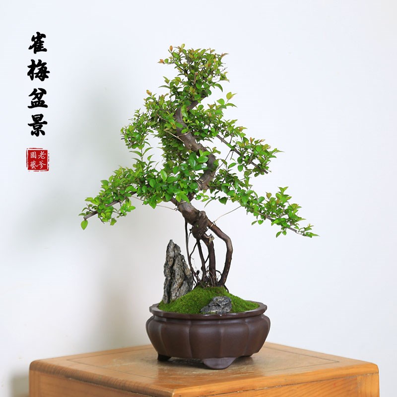 雀梅盆景盆栽室内植物办公室桌面好养造型土培老桩盆景常青绿植