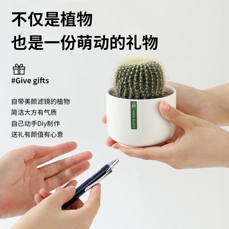 仙人球仙人掌盆景室内防辐射绿植物多肉开花摆件金虎幼儿园小盆栽