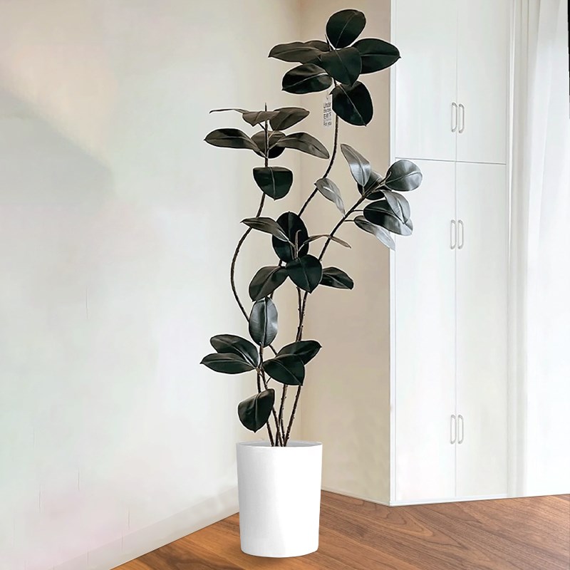 网红橡皮树黑金刚盆栽大型落地植物办公室内客厅造型绿植净化空气