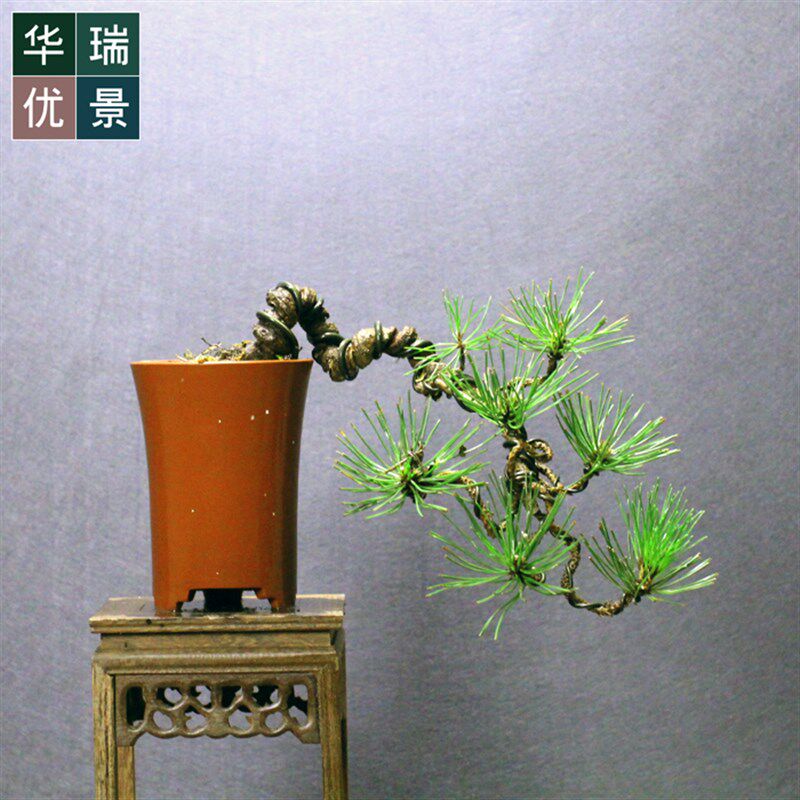 低价小品黑松盆景老桩松柏盆栽室外居家四季常青植物耐寒耐冻绿植