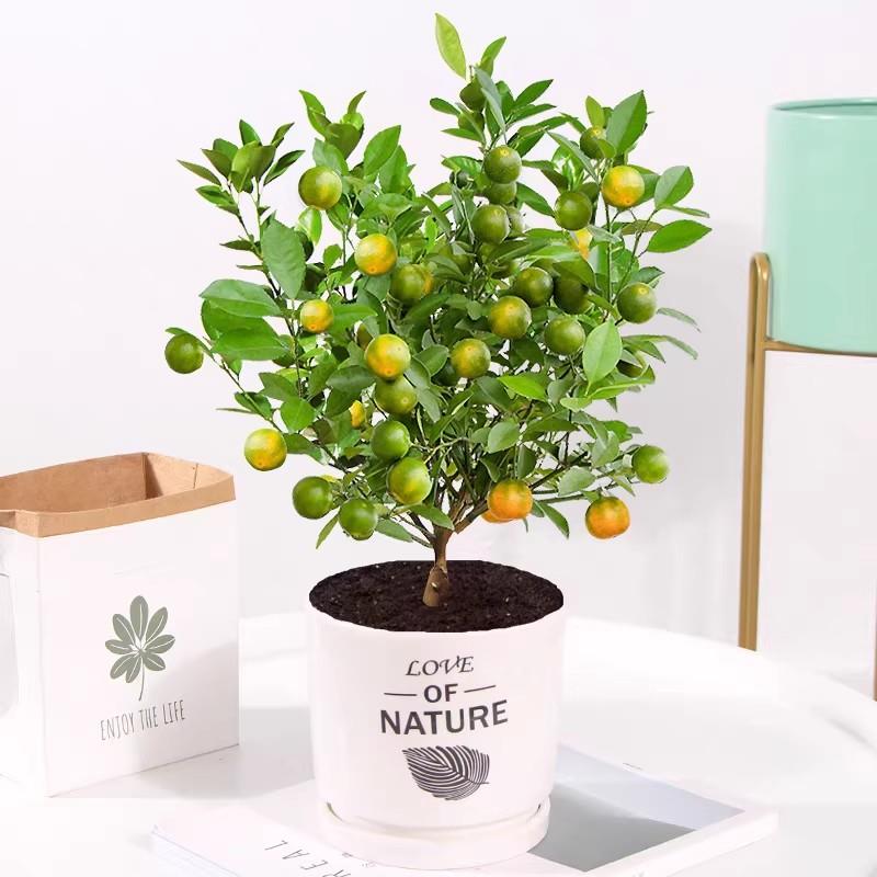四季金桔树苗盆栽带果可食用客厅招财植物室内外小橘子盆景年宵花