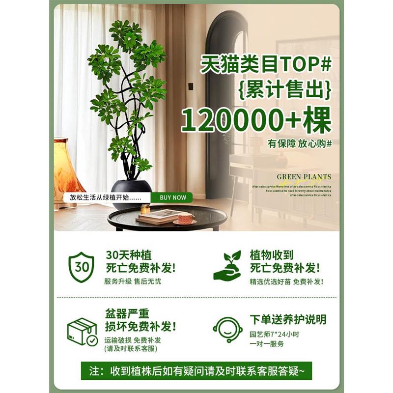 鸭脚木客厅大型盆栽室内绿植四季常青老桩真花植物造型高级感落地