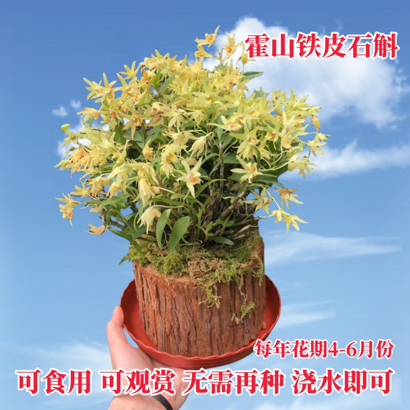 霍山铁皮石斛苗石斛盆栽绿植苗可食用能开花霍山产地直发