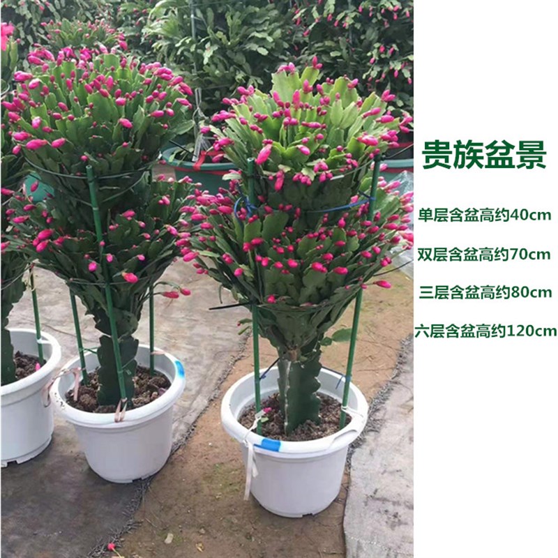 仙人掌三角柱三棱箭龙骨嫁接蟹爪兰盆栽盆景带花苞三角嫁接砧木