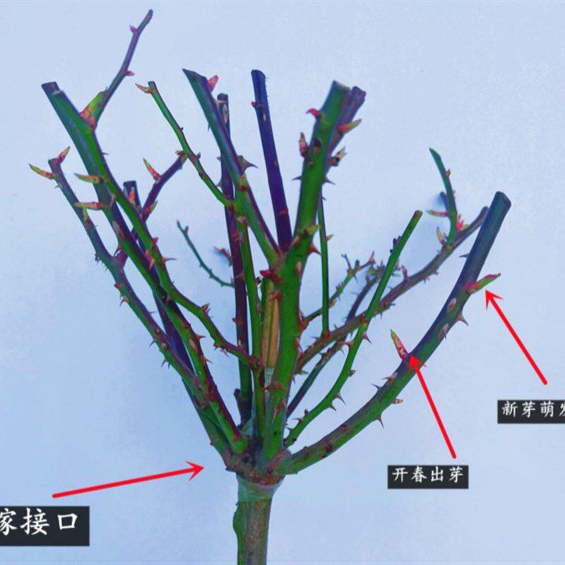 树桩月季花苗嫁接棒棒糖树状高杆大花多色玫瑰花树苗四季开花庭院