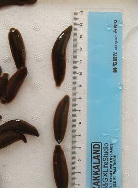钓鱼蚂蝗水蛭活饵江团鮰鱼肥头儿黄辣丁黄骨鱼鲶鱼鳜鱼翘嘴饵料