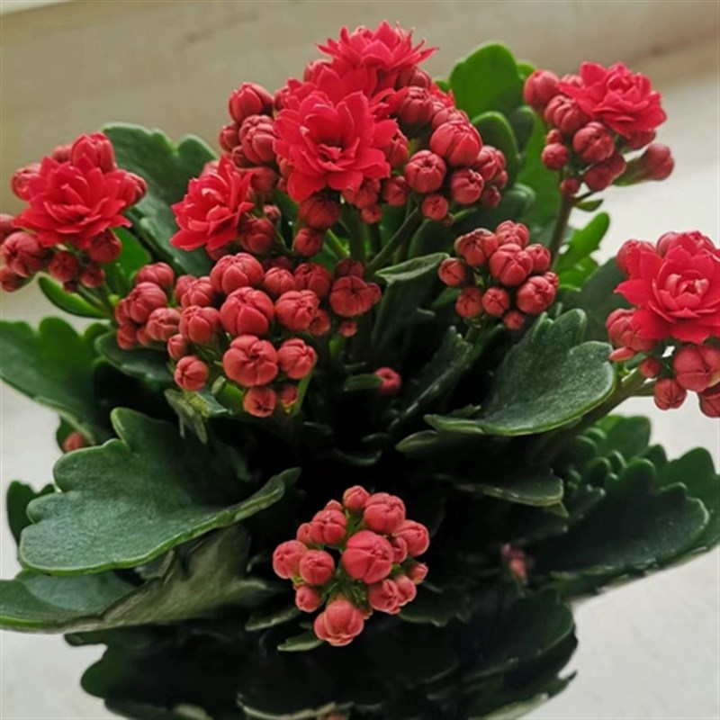 紫霞仙子紫重瓣香水百合花束云南直发鲜花A级节日礼物供佛鲜切花