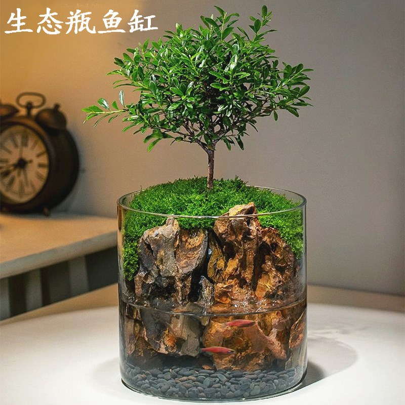 生态瓶微景观生日礼物男生养鱼免打理玻璃鱼缸小型客厅桌面斗鱼