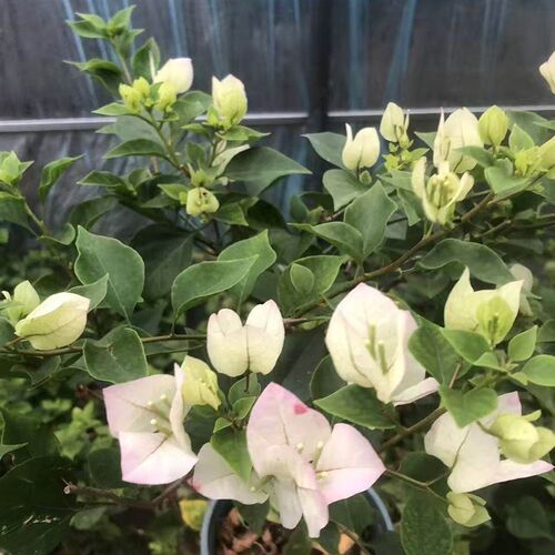 三角梅不甜西瓜(卡亚塔)云南紫白雪公主原生盆苗勤开花阳台庭院