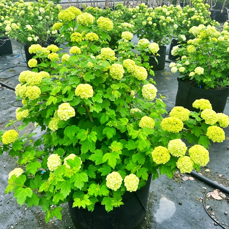 欧洲木绣球玫瑰美植袋花苗耐热庭院观花八仙花绣球花