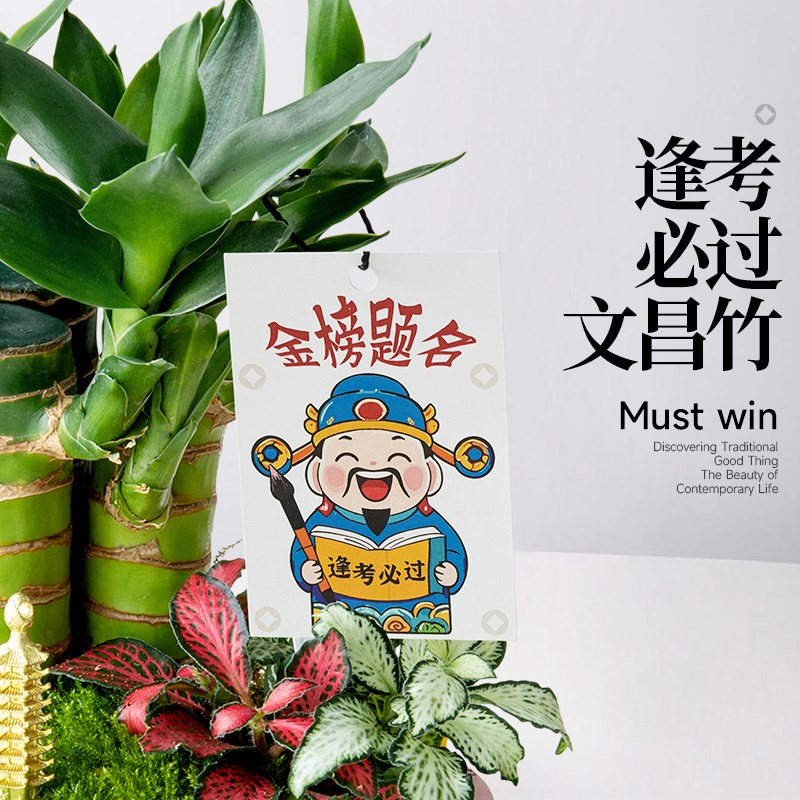 文昌竹植物富贵竹节节高招财树金榜题名高考礼物书桌绿植盆栽好养