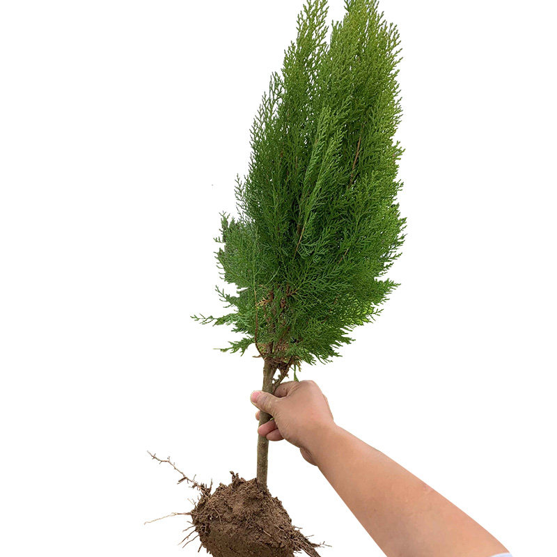 洒金柏树苗 盆景素材 洒金柏苗 松柏苗木 盆栽花卉庭院绿化植物