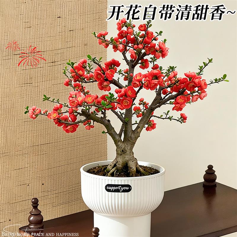 海棠花盆栽老桩带花苞室内花卉阳台绿植盆景垂丝海棠四季好养真花