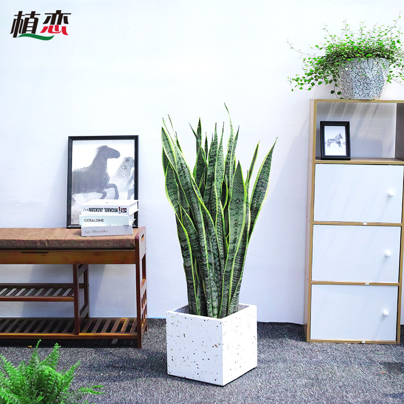 金边虎皮兰 虎尾兰绿植室内吸甲醛植物盆栽花卉 苏州上海同城速递