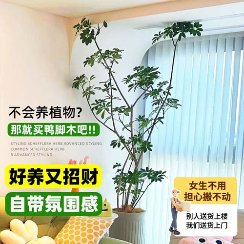 造型鸭脚木客厅大盆栽室内大型鸭掌木鹅掌柴落地式四季常青绿植物