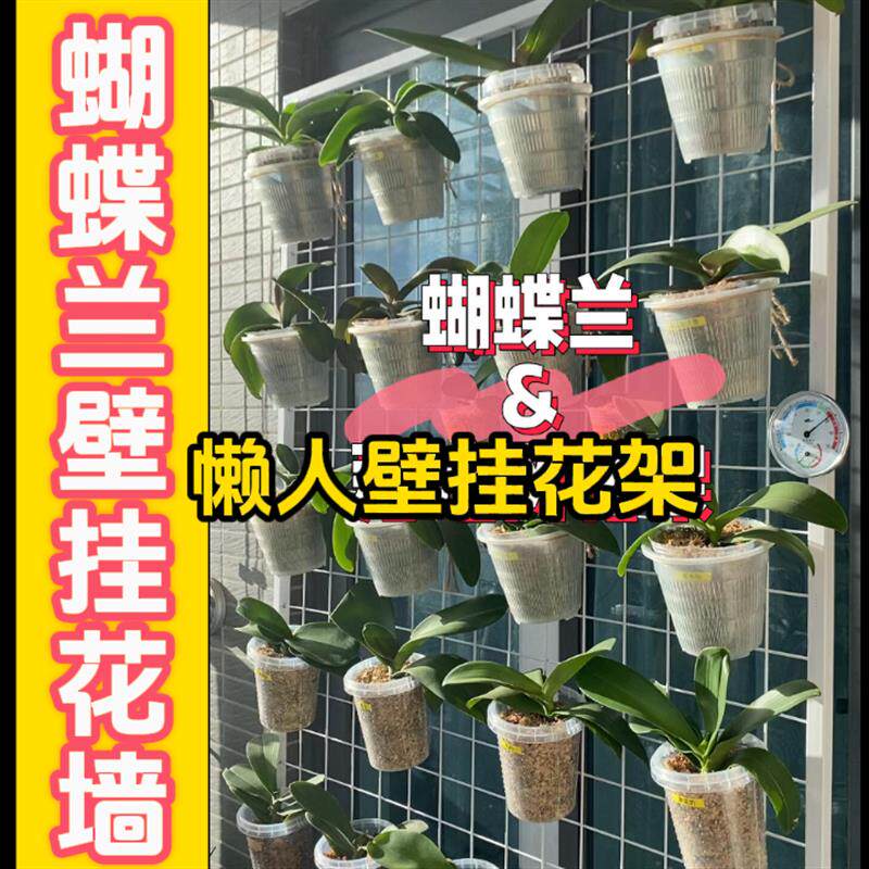 蝴蝶兰专用花架壁挂式悬挂网格上墙花盆托架种植板铁艺室内展示架