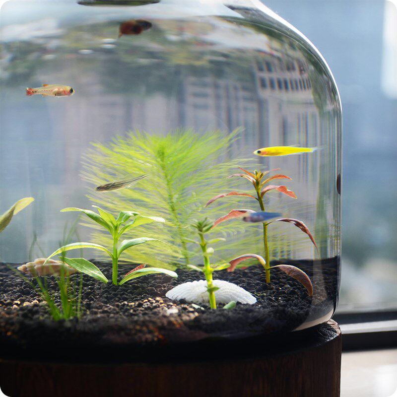 生态瓶大桌面小鱼缸鱼虾螺微景观创意生日情侣礼物DIY作业免换水