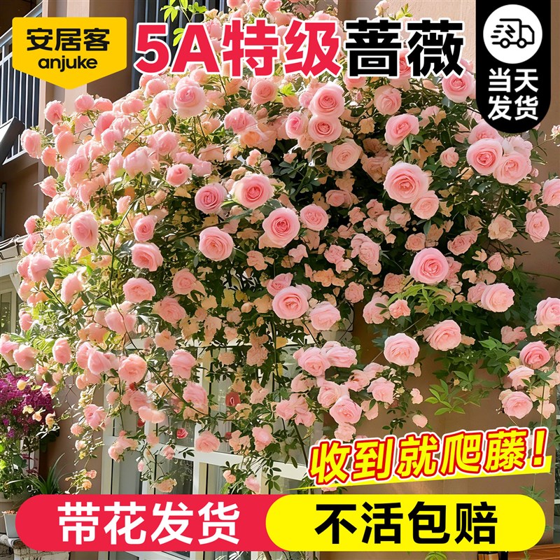安居客蔷薇花苗爬藤四季开花爬墙月季带花苞老桩庭院特大花浓香型