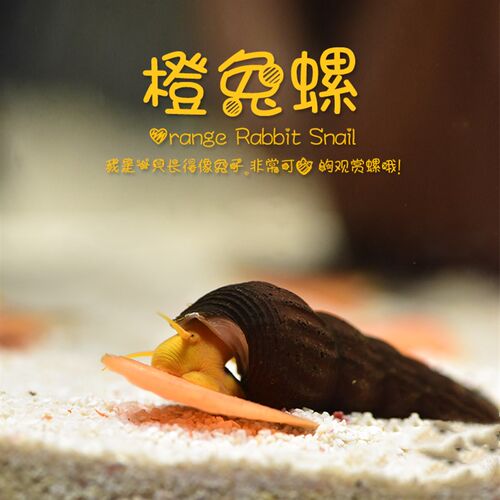 包邮印尼苏拉威西螺苏螺橙兔螺观赏螺宠物螺活体水族草缸除藻除苔