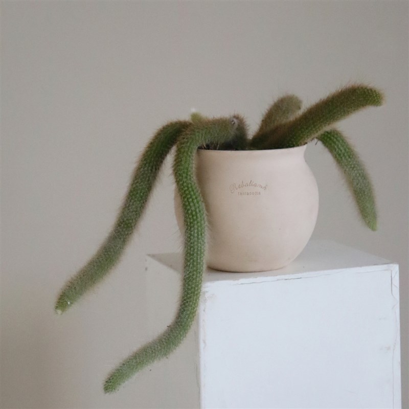苏太植物 猴尾柱仙人掌 窗台耐晒开花垂吊稀有多肉植物 九尾狐