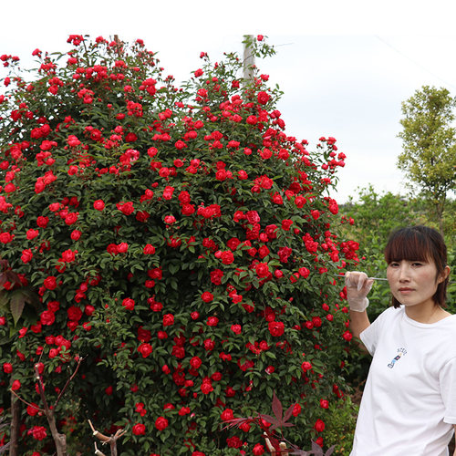 木香花苗爬藤植物庭院蔷薇开花特大花四季浓香红色甜蜜红木香花苗