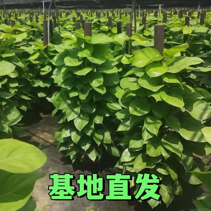大叶绿萝柱客厅大绿植盆栽办公室大型绿萝植物四季常青乔迁好养活