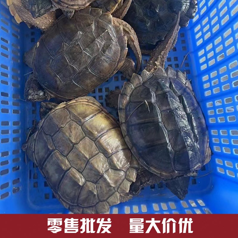 鳄龟食用鳄鱼龟活物可食用养殖杂佛北美小鳄龟大乌龟幼苗宠物包活图片