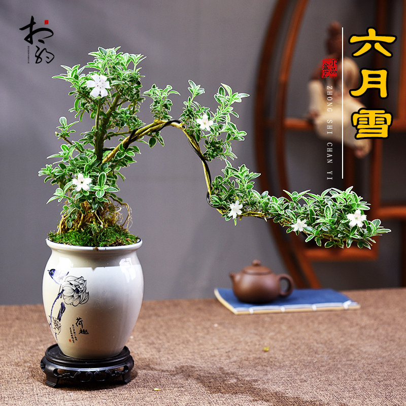 六月雪盆栽飘枝提跟老桩绿植室内中式盆景客厅办公书房四季送礼