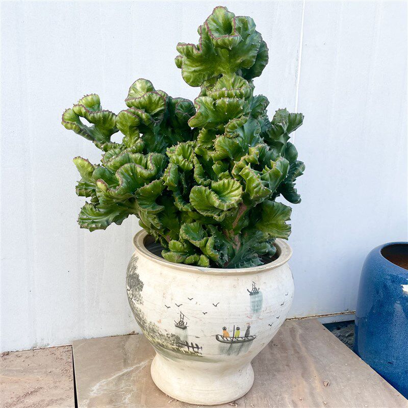 玉麒麟仙人掌植物绿麒麟帝国麒麟掌沙生植物造景植物多肉植物