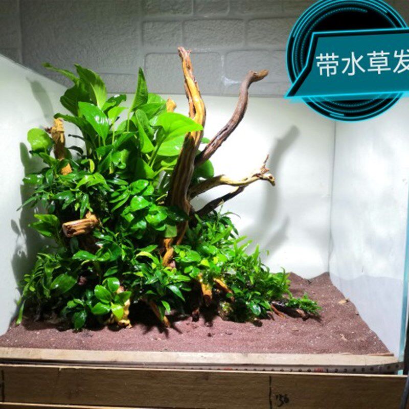 南美造景原生态风格懒一物成景新手入门易养水草成品沉木鱼缸摆件