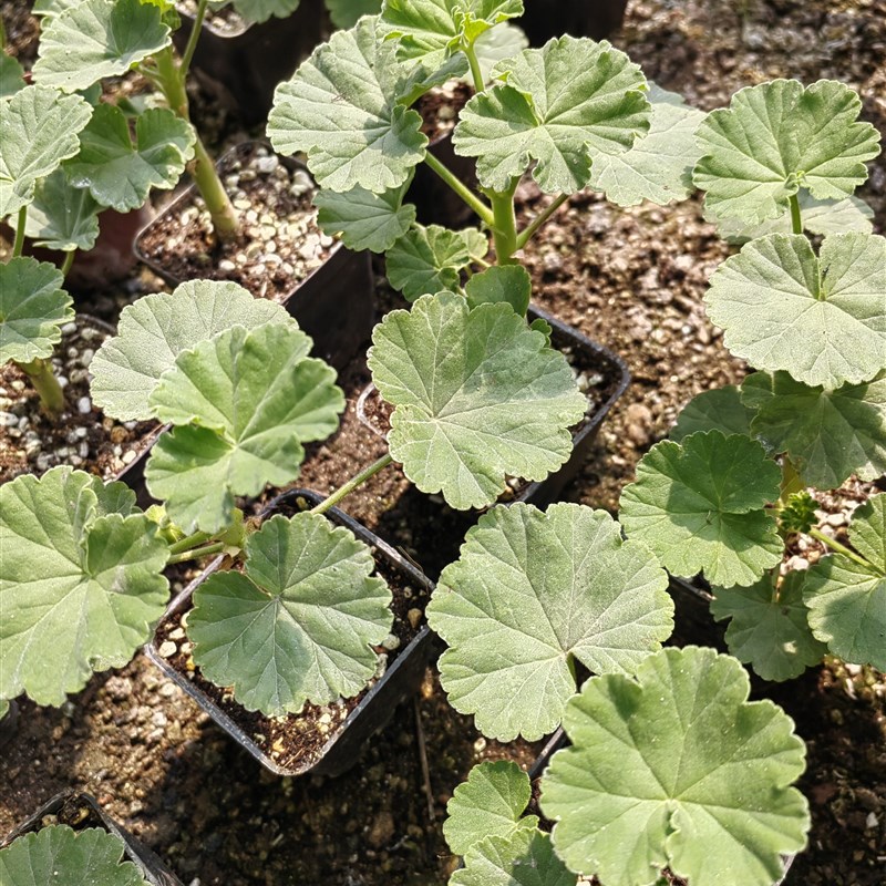 天竺葵6厘米小苗,怕热夏季快递易挂掉,停发,秋天再来图片