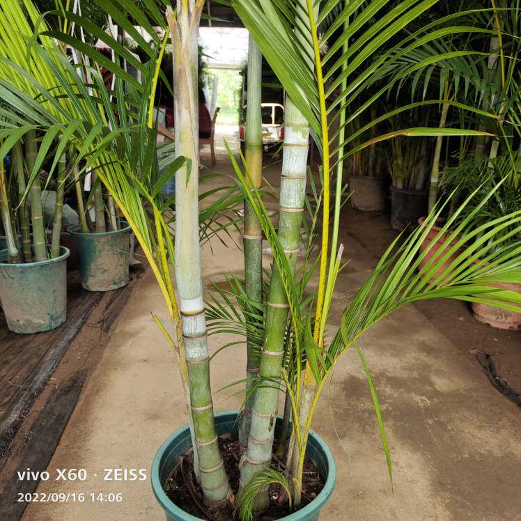 散尾葵老桩凤尾竹基地直销室内客厅庭院绿植盆栽吸甲醛净化客气