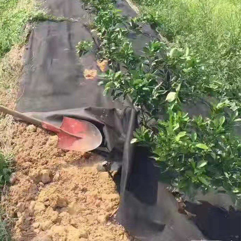 防草布除草布生态防草布PLA果园防草布草垫黑色地膜农用黑膜打孔