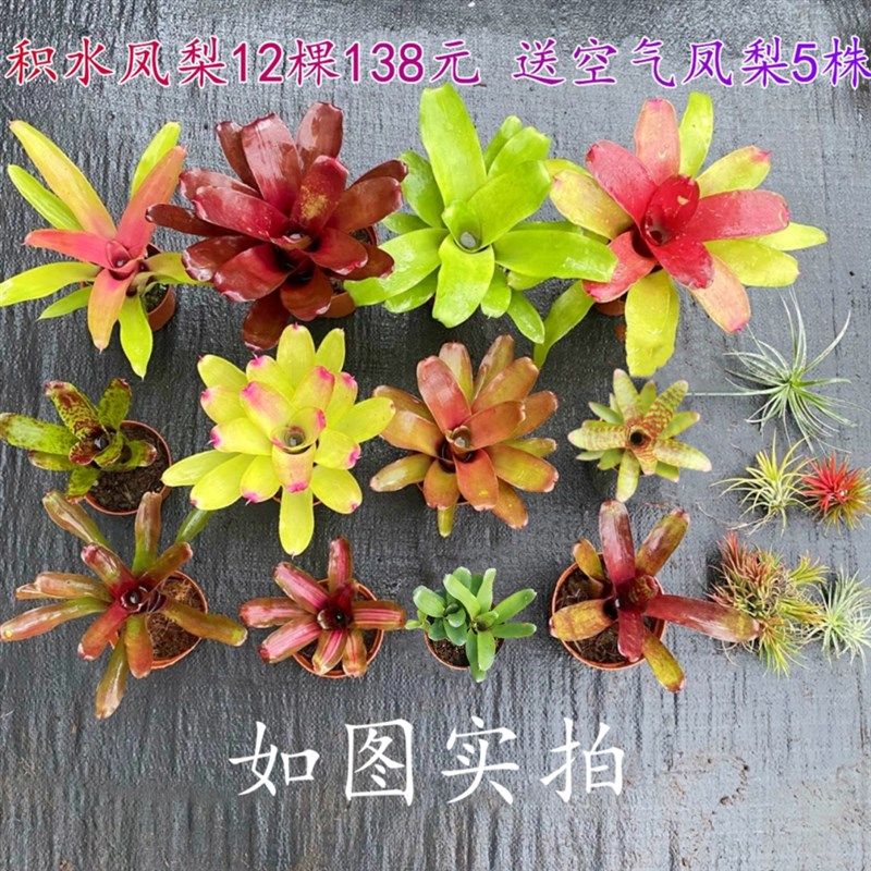 雨林生态造景微景观积水凤梨空气凤梨大中小型积水组合套餐特价图片