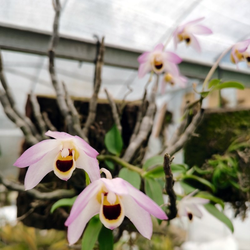 曲茎石斛组培苗 稀有品种 茎叶有效价值非常高 粉色花 不是铁皮