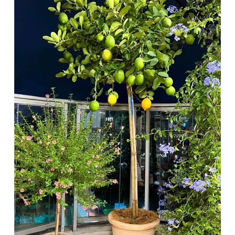 香水柠檬树盆栽大型绿植室内客厅盆栽高杆棒棒糖植物四季开花结果