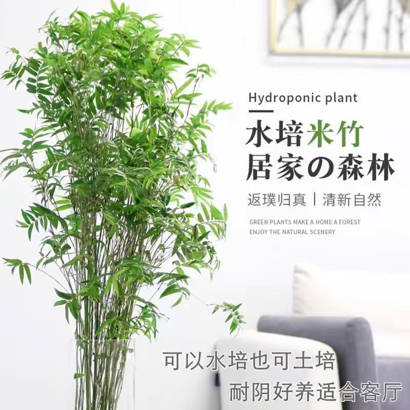 观音竹米竹水培苔藓球玻璃瓶懒人办公室客厅四季常青绿植盆栽好养
