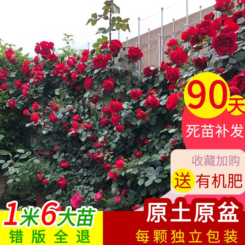 四季开花爬藤月季玫瑰大苗欧月龙沙宝石蔷薇大花庭院花卉盆栽阳台