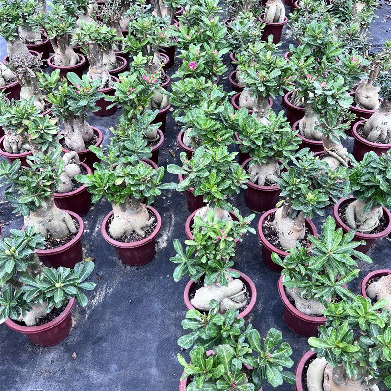 重瓣花基地直销老桩室内阳台四季开花植物嫁接盆栽花卉