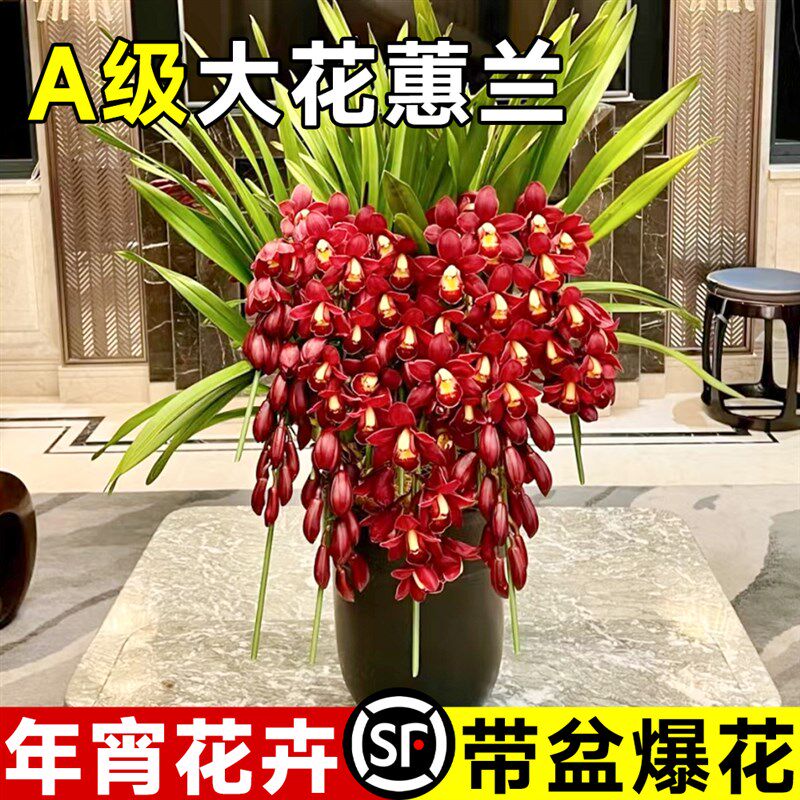 大花蕙兰带花苞盆栽年宵花兰花植物室内鲜花花卉客厅绿植耐寒惠兰