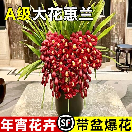 大花蕙兰带花苞盆栽年宵花兰花植物室内鲜花花卉客厅绿植耐寒惠兰