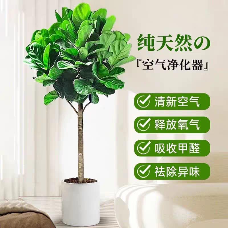 琴叶榕客厅绿植室内大叶老桩植物四季常青好养活办公室落地大盆栽