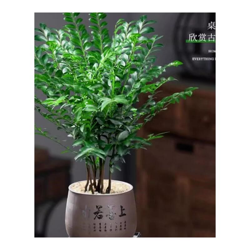 小叶紫檀盆景老桩植物室内茶几客厅办公桌面树苗四季好养绿植盆栽