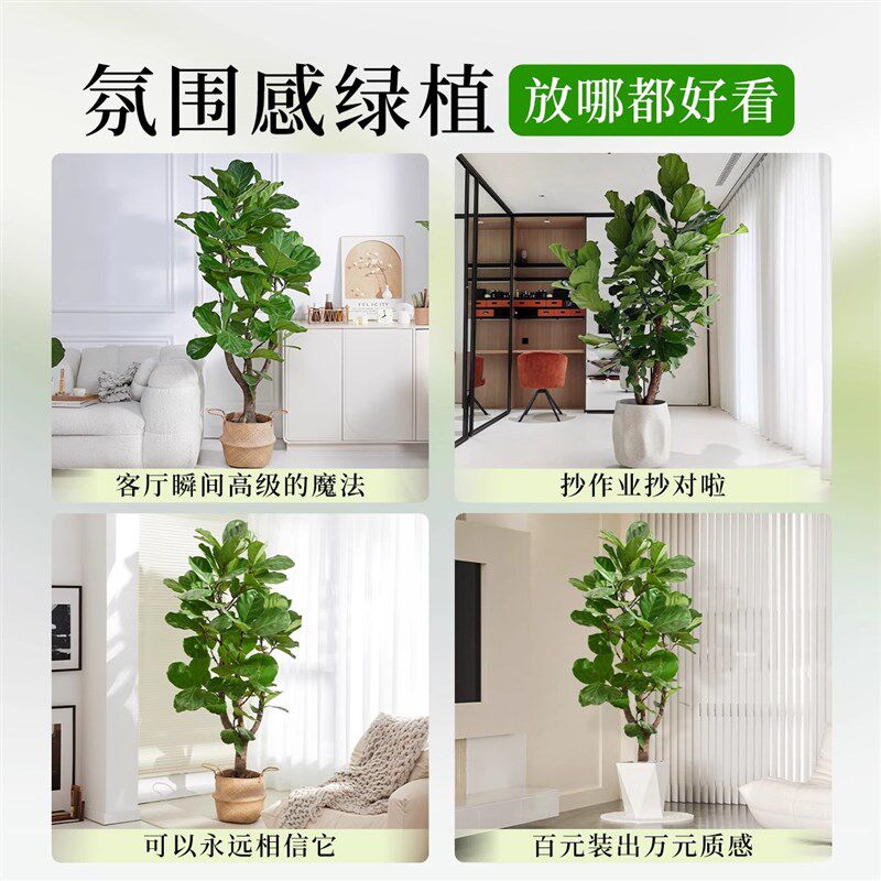 大琴叶榕客厅绿植物室内大型好养老桩大叶盆栽真花落地大号办公室