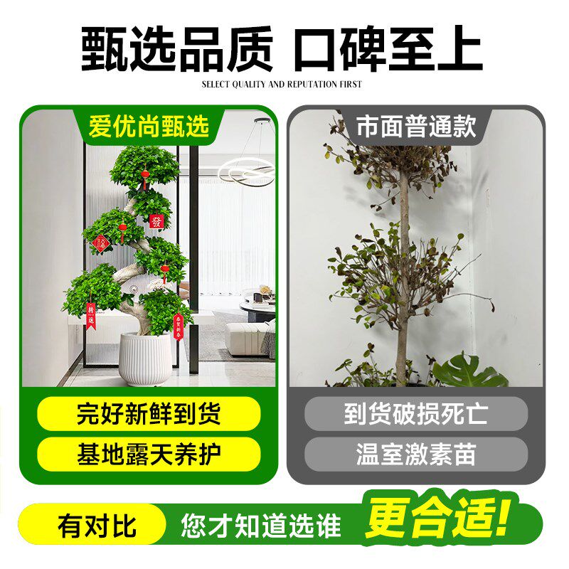 金钱榕大盆栽室内大型盆景招财金钱树客厅办公室摇钱树发财树四季