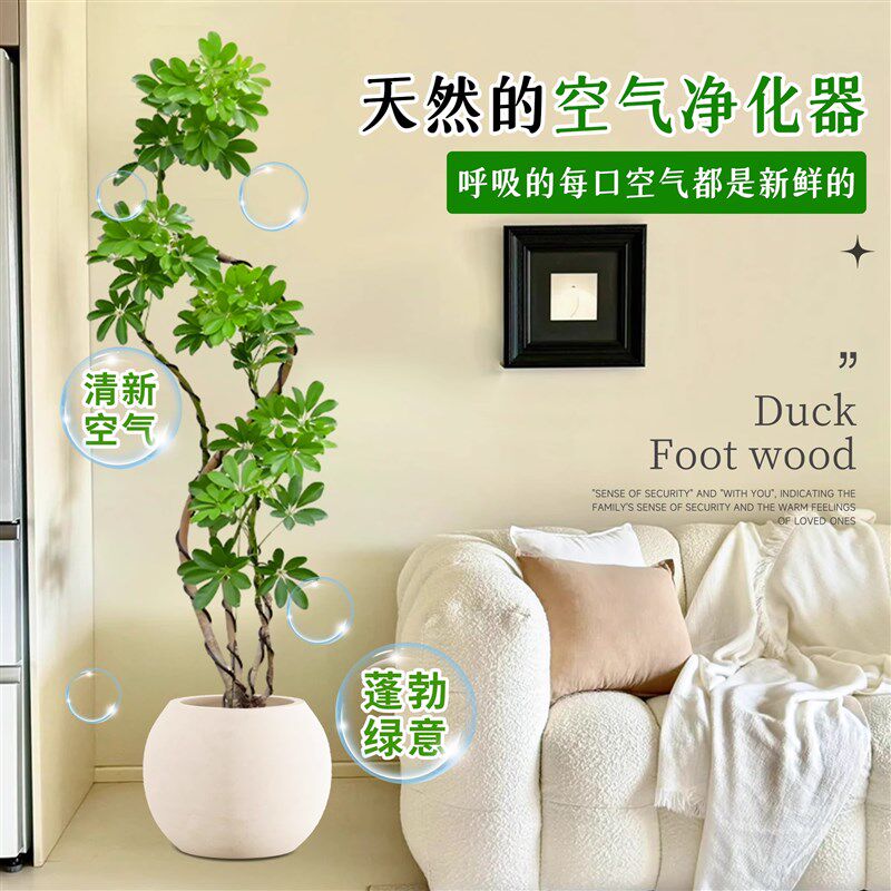 造型鸭脚木客厅大盆栽鸭掌木鹅掌柴绿植室内大型落地四季好养植物